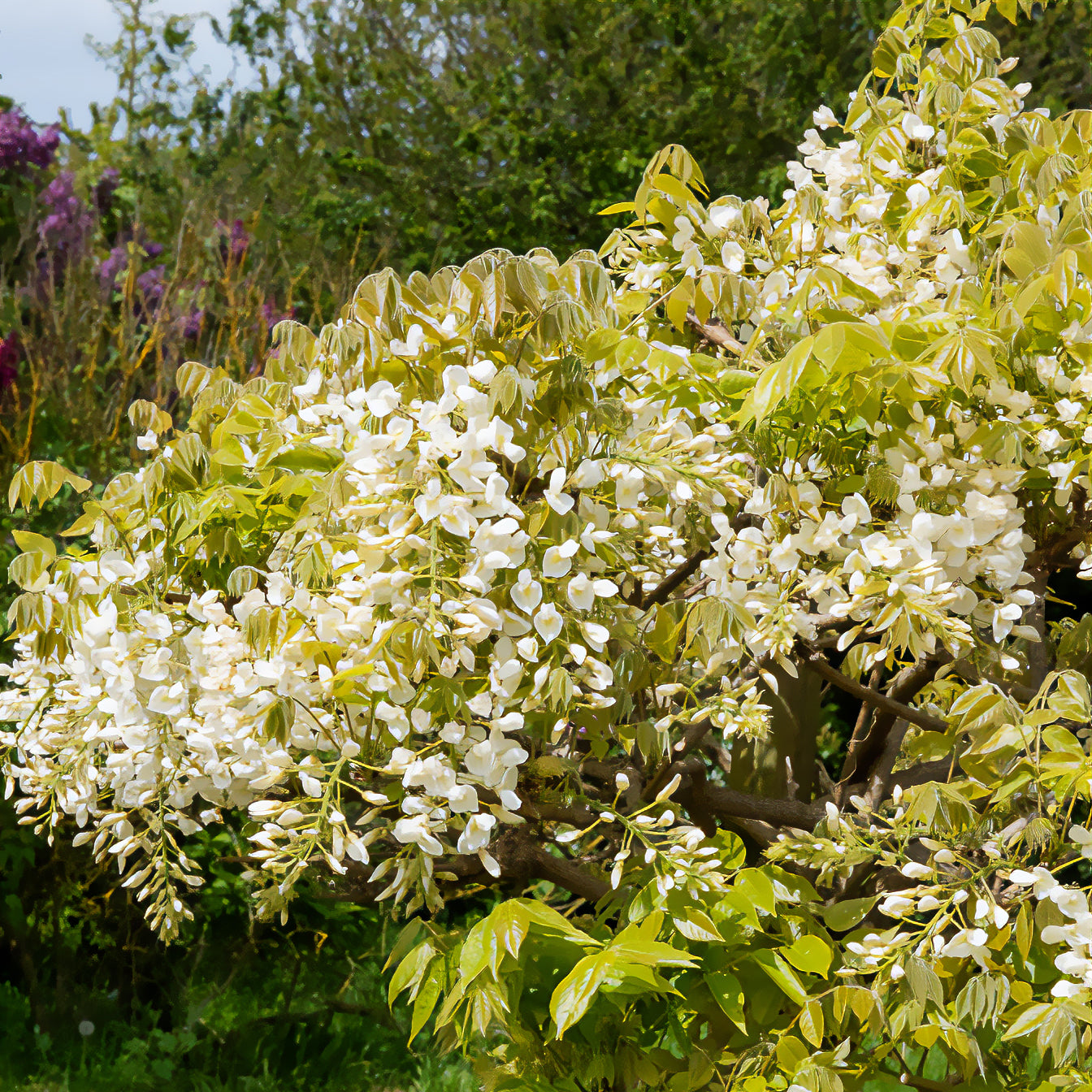 Glycine soyeuse blanche - Willemse