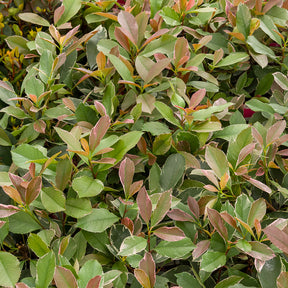Photinia - Photinia fraseri Louise - Photinia x fraseri Louise
