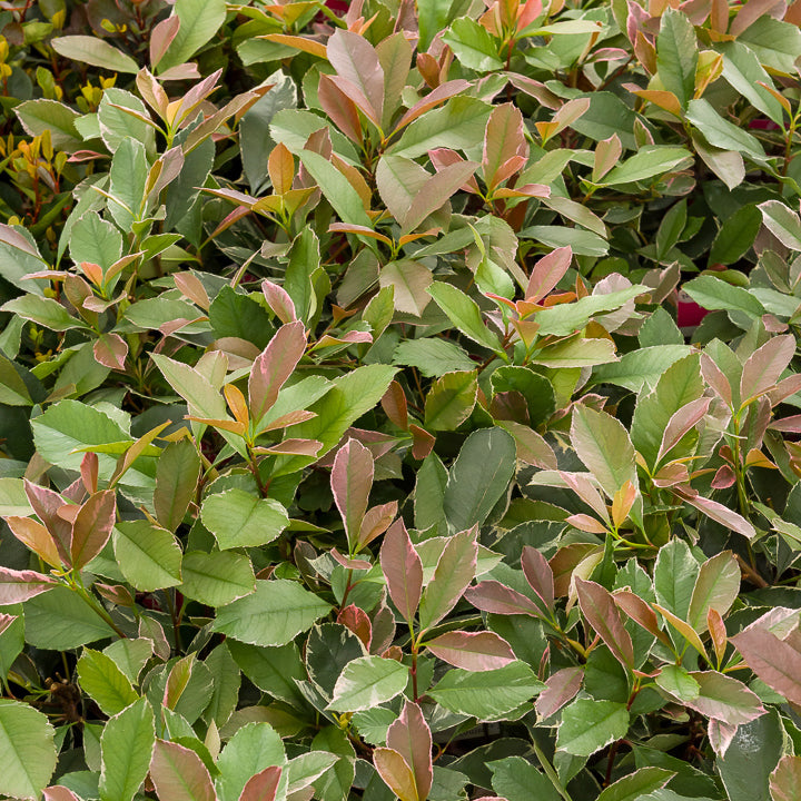 Photinia - Photinia fraseri Louise - Photinia x fraseri Louise