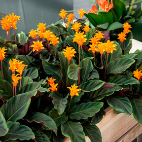 Calathea crocata - Calathéa crocata - Calathea