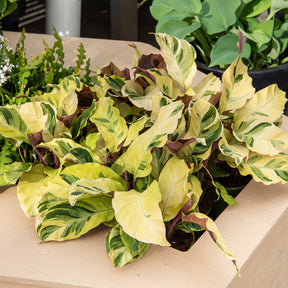 Calathéa Yellow Fusion - Calathea lietzei Yellow Fusion - Willemse