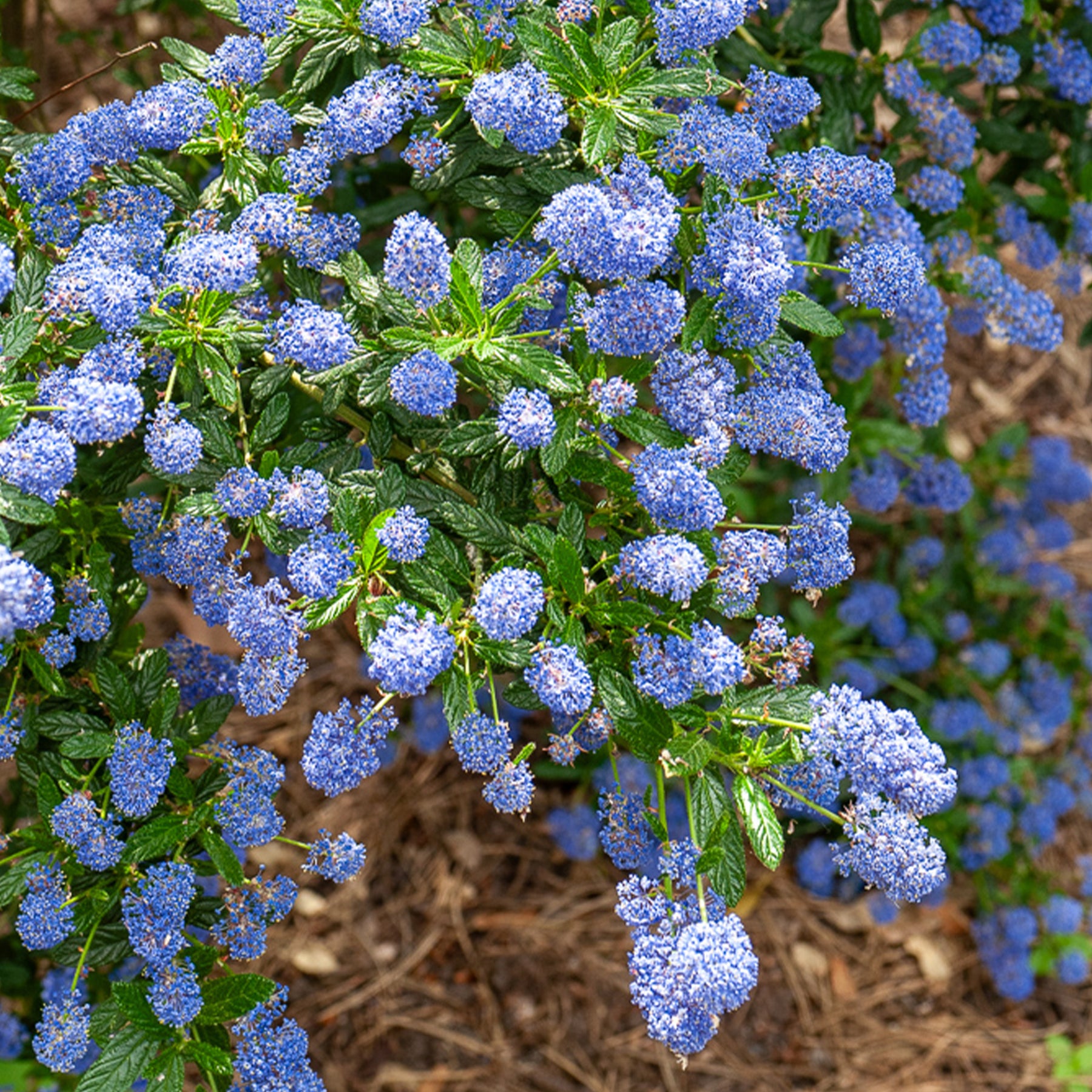 Ceanothus Concha - Céanothe Concha - Céanothes - Lilas de Californie