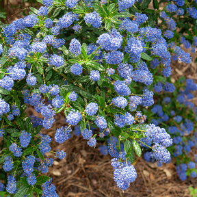 Ceanothus Concha - Céanothe Concha - Céanothes - Lilas de Californie