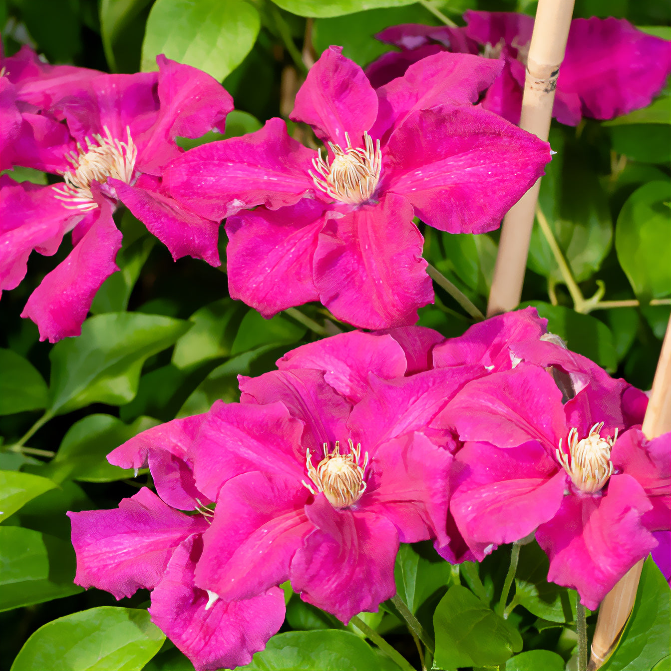 Vente Clématite italienne Ernest Markham grimpante - Clematis viticella Ernest markham