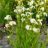 Iris des marais à fleurs blanches - Willemse