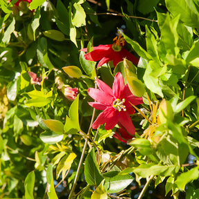 Passiflore exoniensis - Willemse