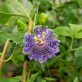 Passiflore Fata Confetto - Willemse