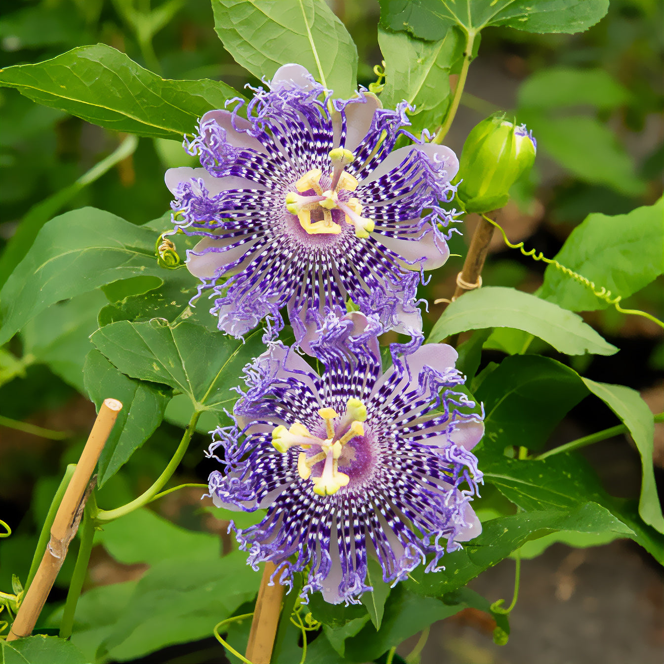Passiflora Fata confetto - Passiflore Fata Confetto - Passiflores