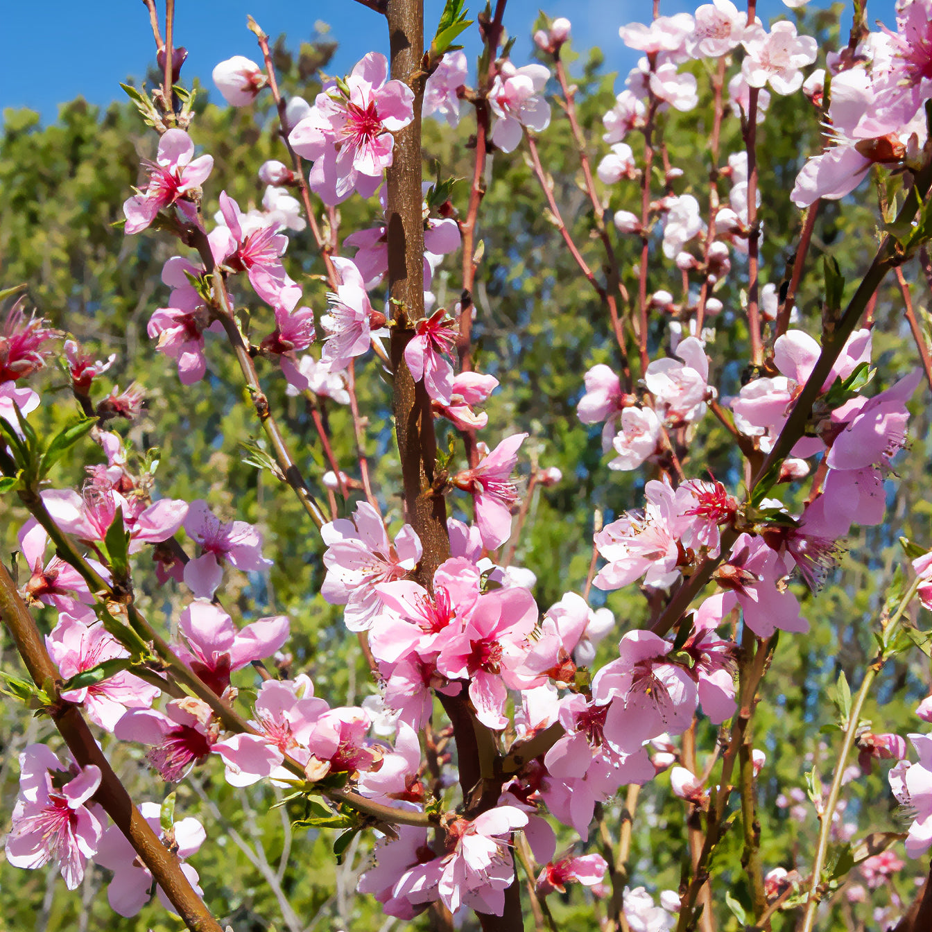 Pêcher - Pêcher Saturne - Prunus persica Saturne