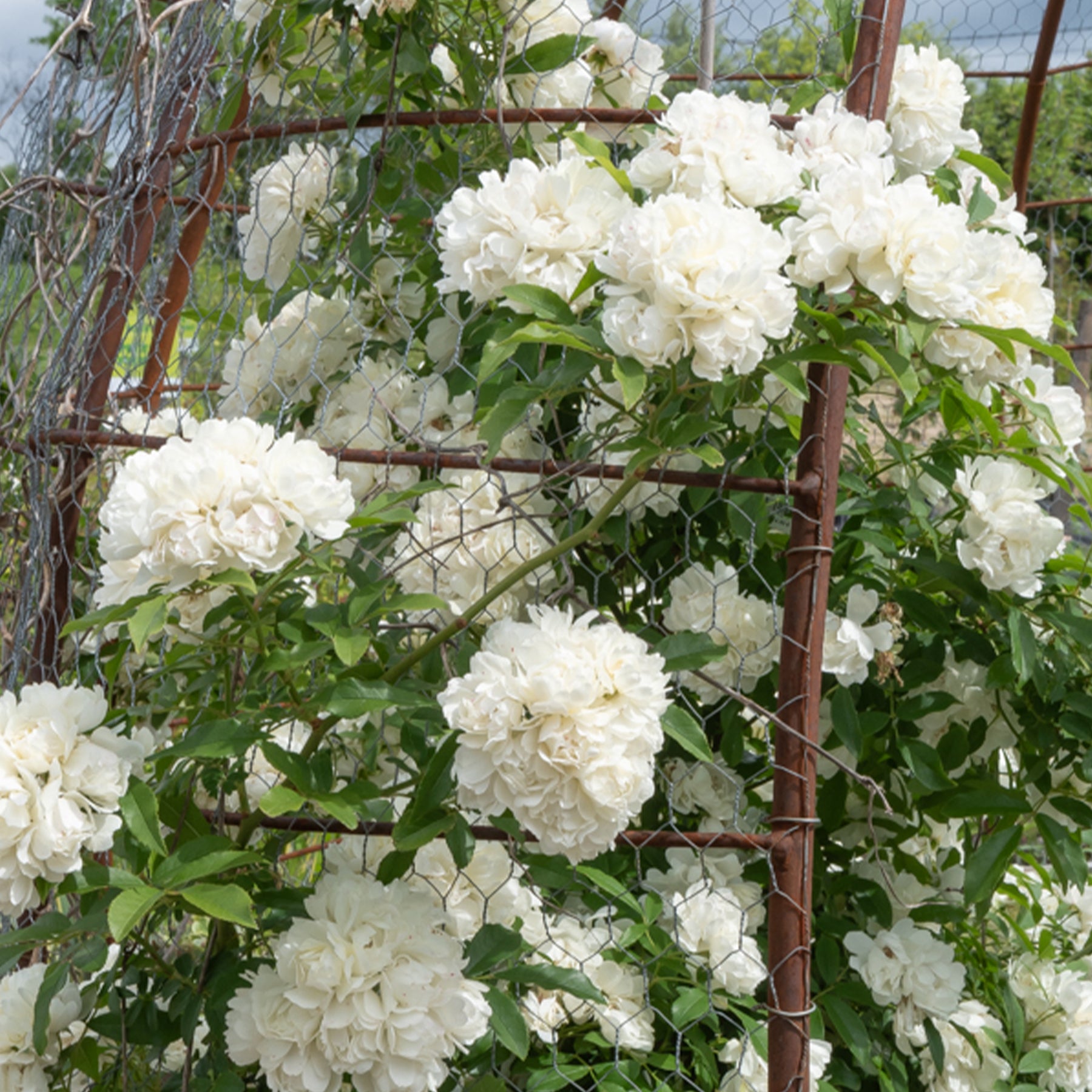 Vente Rosier grimpant de Banks blanc - Rosa banksiae Alba Plena