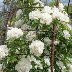 Vente Rosier grimpant de Banks blanc - Rosa banksiae Alba Plena