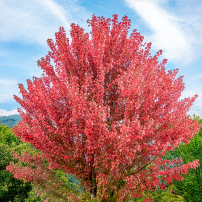 Acer freemanii Autumn Blaze - Erable de Freeman Autumn Blaze - Erable