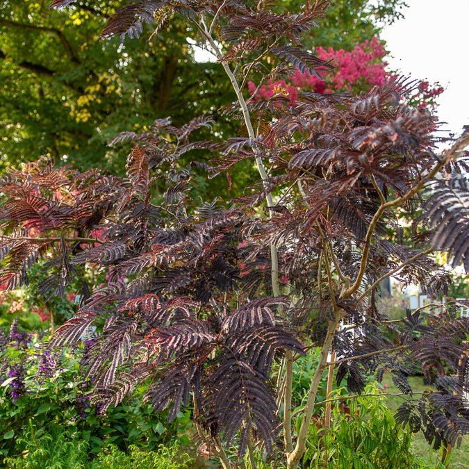 Albizia - Arbre à soie Summer Chocolate® - Albizia julibrissin Summer Chocolate®