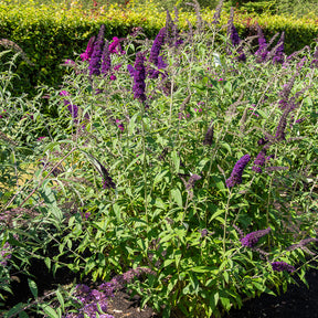 Arbre à papillons Black Knight - Buddleja davidii Black Knight - Willemse