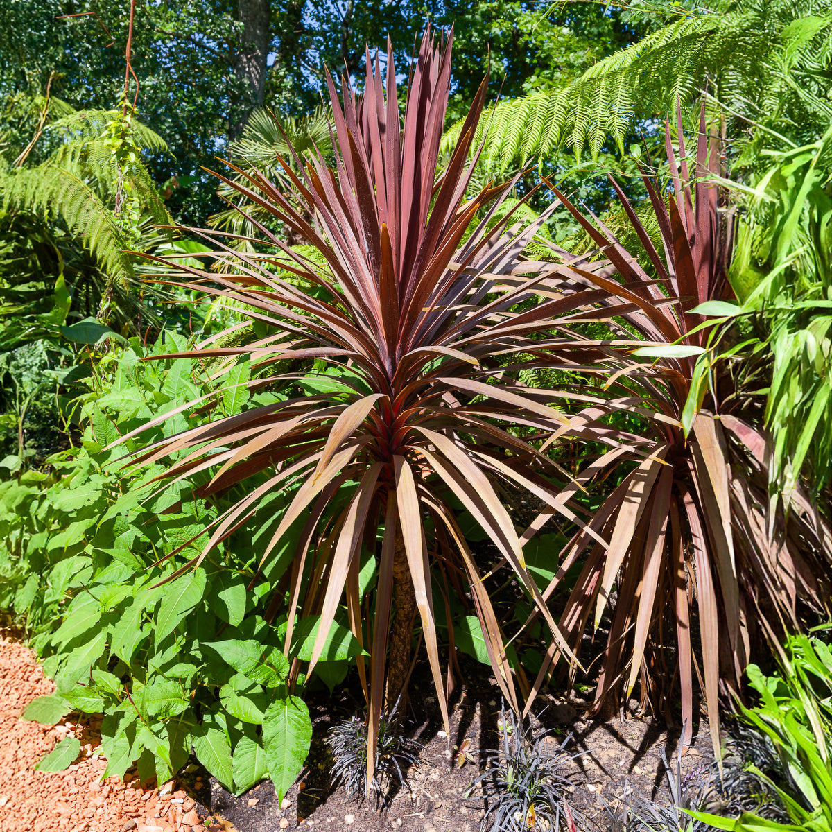 Cordyline australe Red Star - Willemse