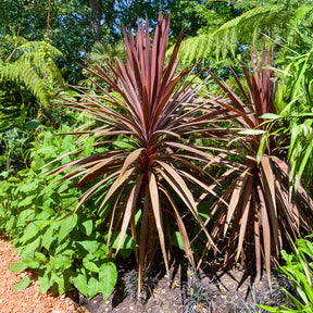 Cordyline australe Red Star - Willemse