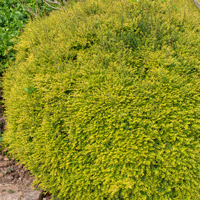 Lonicera nitida Baggesen's Gold - Chèvrefeuille à feuille de buis Baggesen's Gold - Arbustes à feuillage persistant