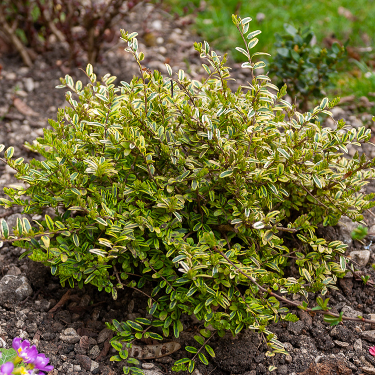 Chèvrefeuille à feuille de buis Lemon Beauty - Willemse