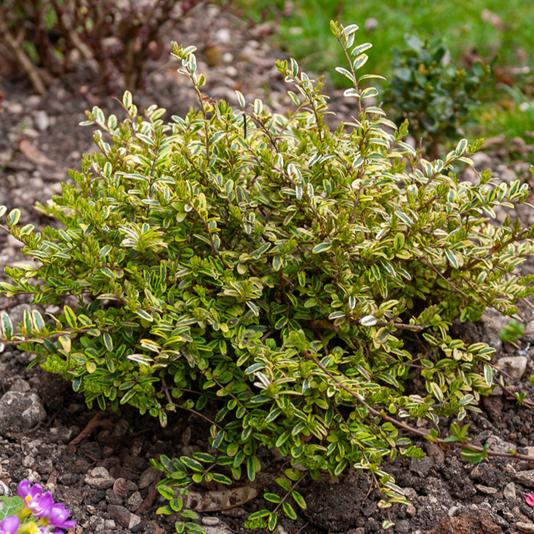 Chèvrefeuille à feuille de buis Lemon Beauty - Willemse