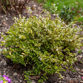 Chèvrefeuille à feuille de buis Lemon Beauty - Willemse