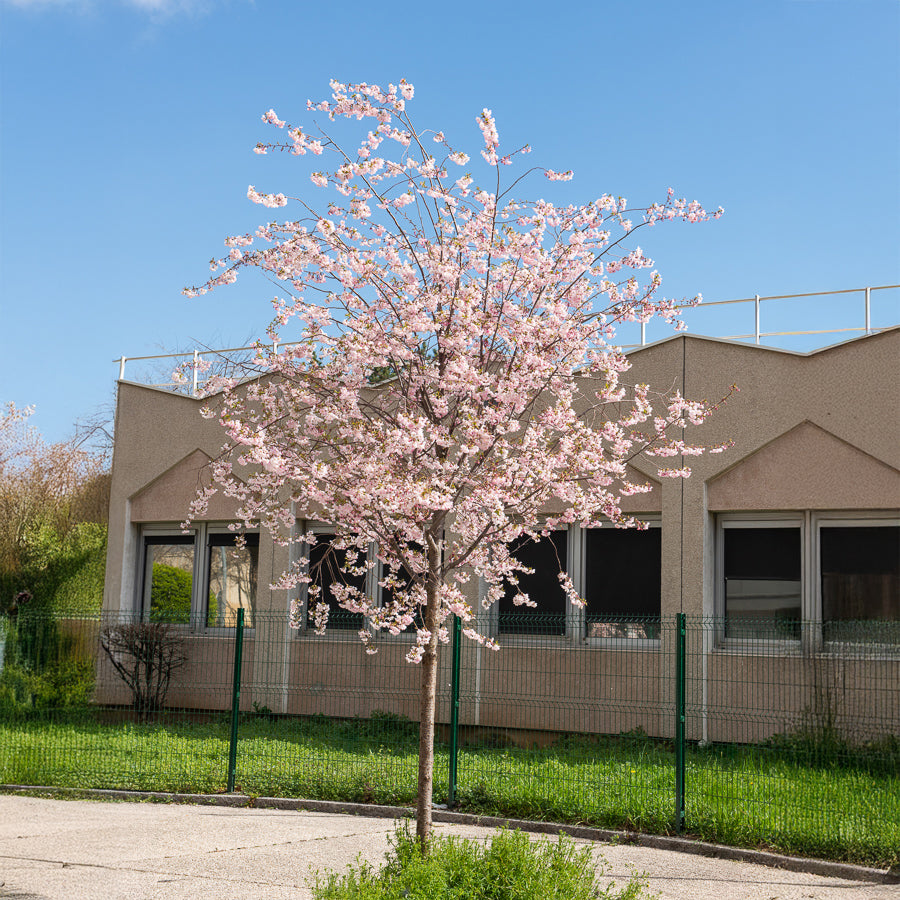 Prunus Accolade - Cerisier à fleurs du Japon Accolade - Cerisier du Japon