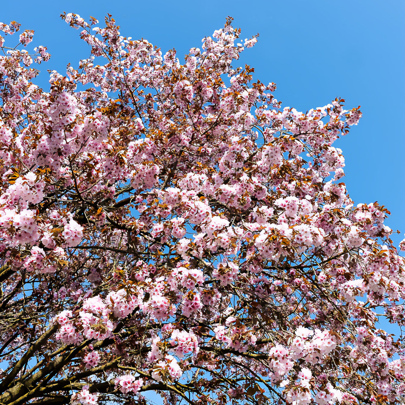 Prunus sargentii - Cerisier de Sargent - Cerisier du Japon