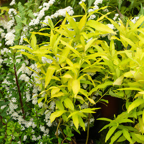 Saule de Sakhaline Golden Sunshine - Willemse