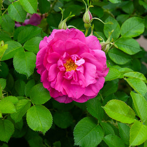 Rosier rugueux Wild Eric - Rosa rugosa Wild Edric - Willemse