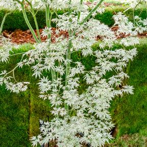 Erable du japon ukigumo - Acer palmatum 'Ukigumo'  - Willemse
