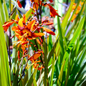 Crocosmia Emily Mckenzie - Crocosmias Emily Mckenzie - Crocosmia