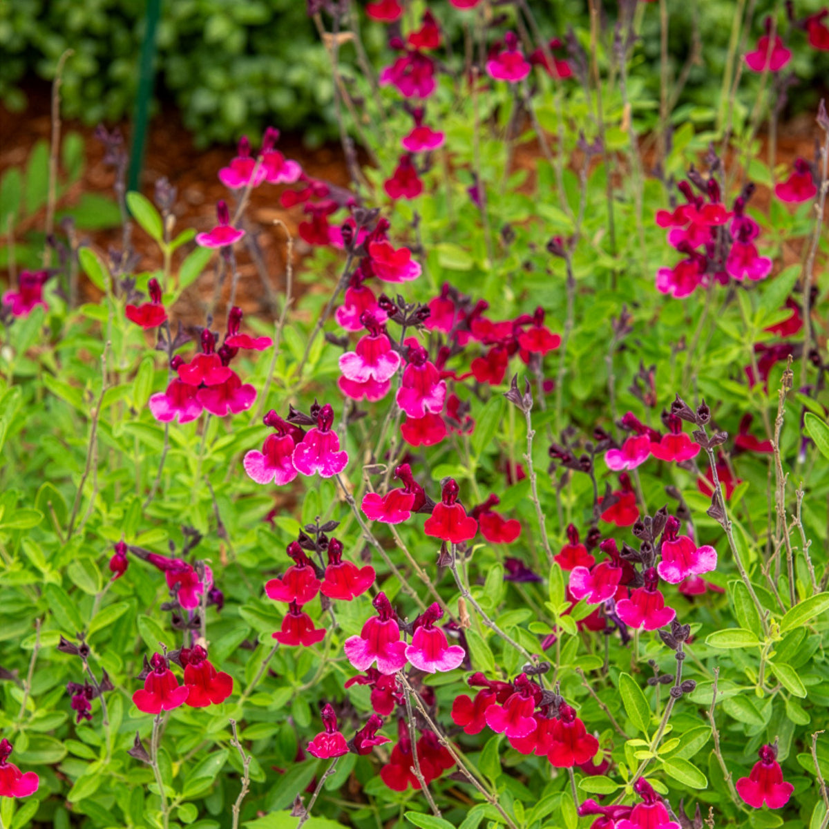 Sauge  Magical® Zambesi - Willemse