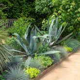 Agave d'Amérique - Willemse
