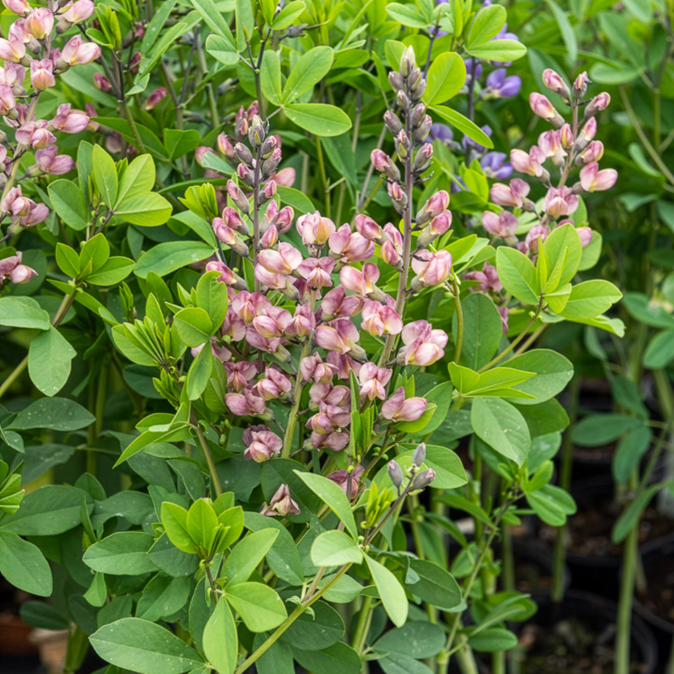 Baptisia Pink Truffles - Lupin indigo Pink Truffles - Baptisia