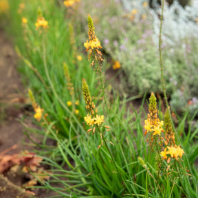 Bulbine frutescens Médicus ® - Bulbine Médicus ® - Fleurs vivaces