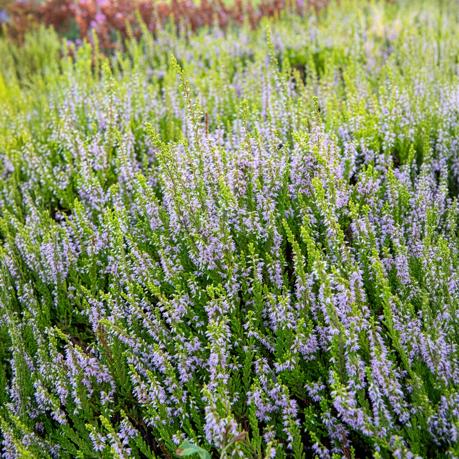 Bruyère d'été Winter Chocolate - Calluna vulgaris Winter Chocolate - Willemse