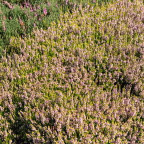 Bruyère d'été - Bruyère d'été Winter Chocolate - Calluna vulgaris Winter Chocolate
