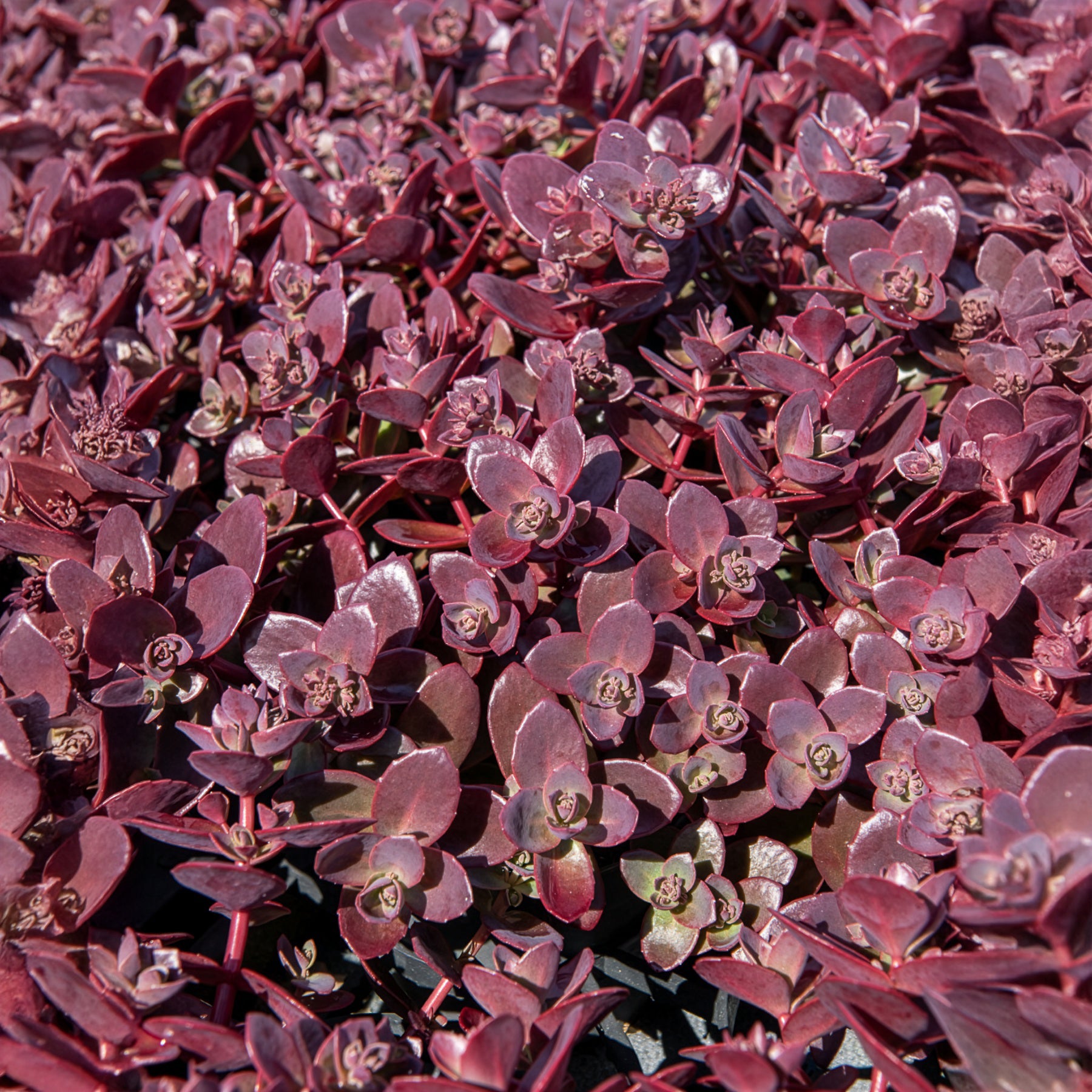Sedum Sunsparkler® Firecracker - Sedum Sunsparkler® Firecracker - Willemse