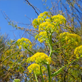 Ferula communis - Férule commune - Vivaces sauvages