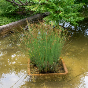 Juncus effusus - Jonc épars - Jonc