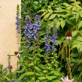Grande Lobelia - Willemse
