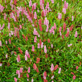 Renouée du Darjeeling Red - Persicaire - Willemse