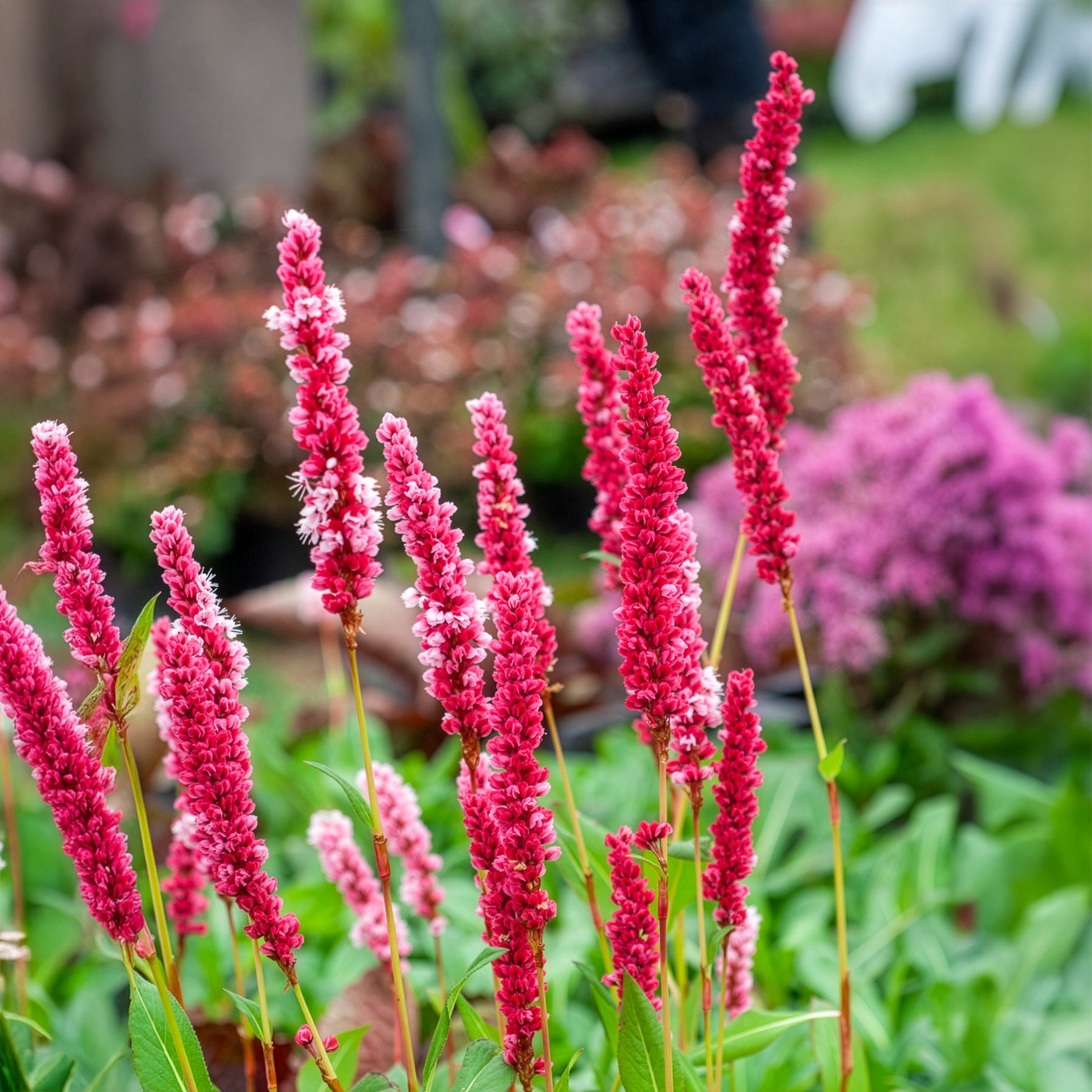 Persicaria affinis Kabouter - Renouée naine Kabouter - Persicaire - Renouée - Persicaire