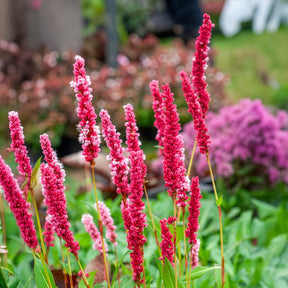 Persicaria affinis Kabouter - Renouée naine Kabouter - Persicaire - Renouée - Persicaire