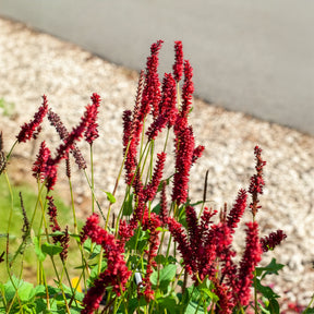 Persicaria amplexicaulis Blackfield - Renouée Blackfield - Persicaire - Renouée - Persicaire
