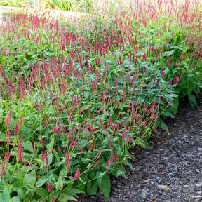 Vente Renouée Blackfield - Persicaire - Persicaria amplexicaulis Blackfield
