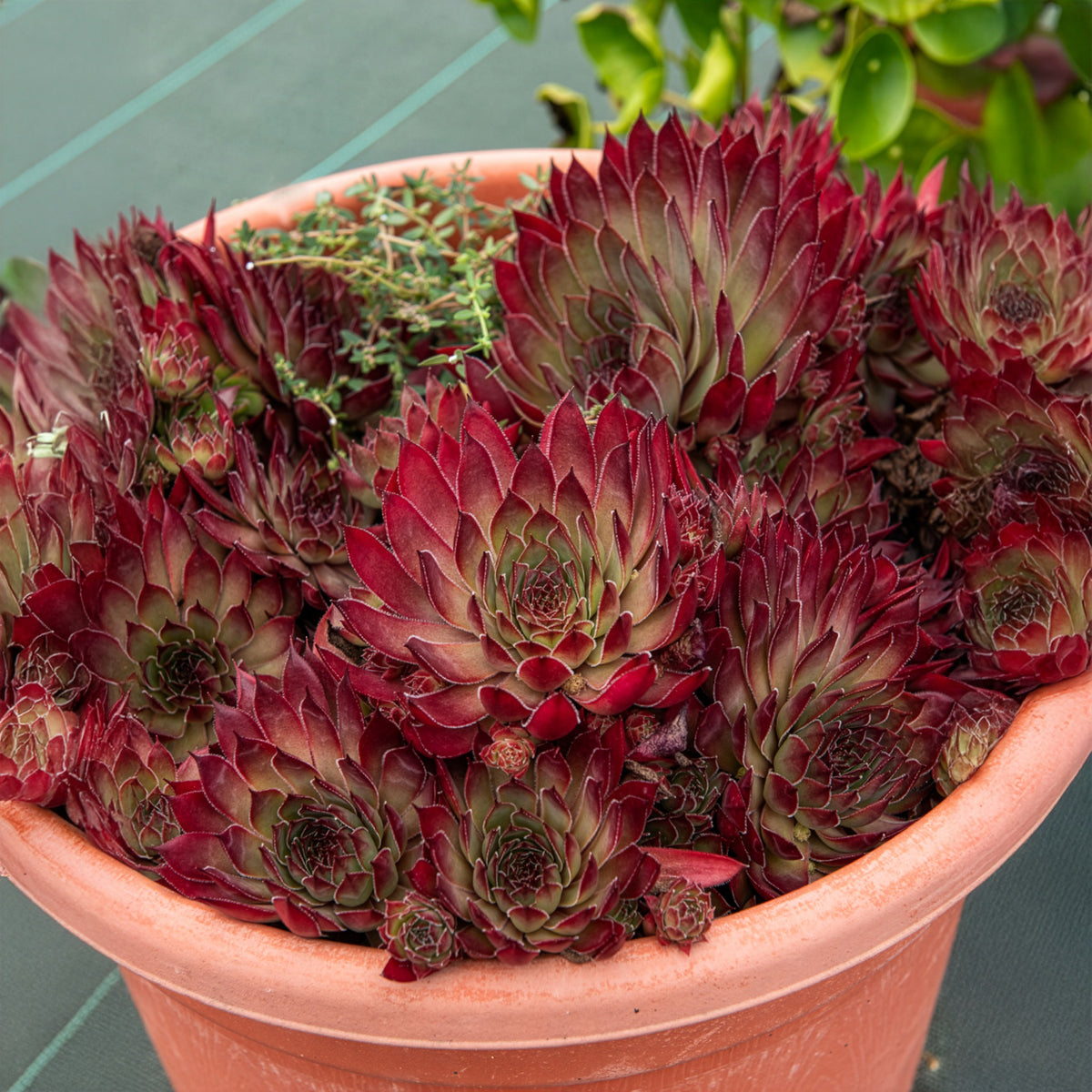 Joubarbe Chick Charms® Butterscotch Baby - Sempervivum - Willemse