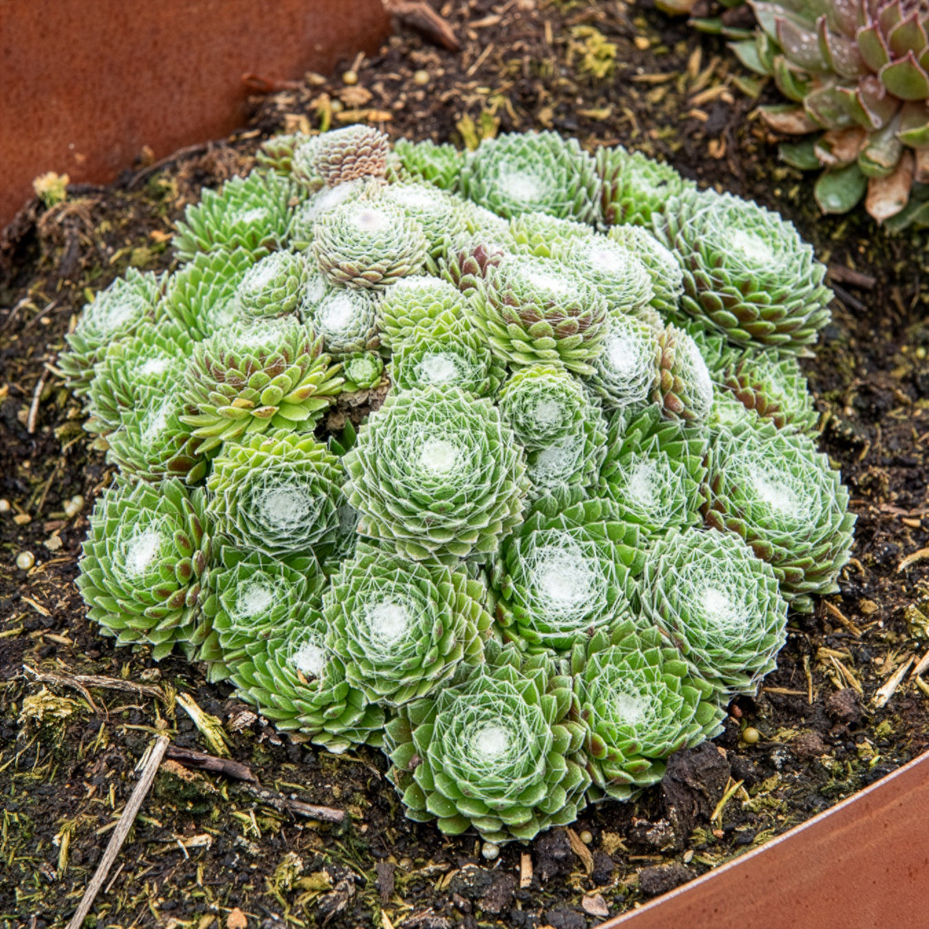 Sempervivum Chick Charms® Arctic white - Joubarbe Chick Charms® Arctic white - Sempervivum - Joubarbe - Sempervivum