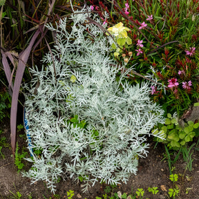 Senecio viravira - Seneçon argenté - Arbustes à feuillage persistant
