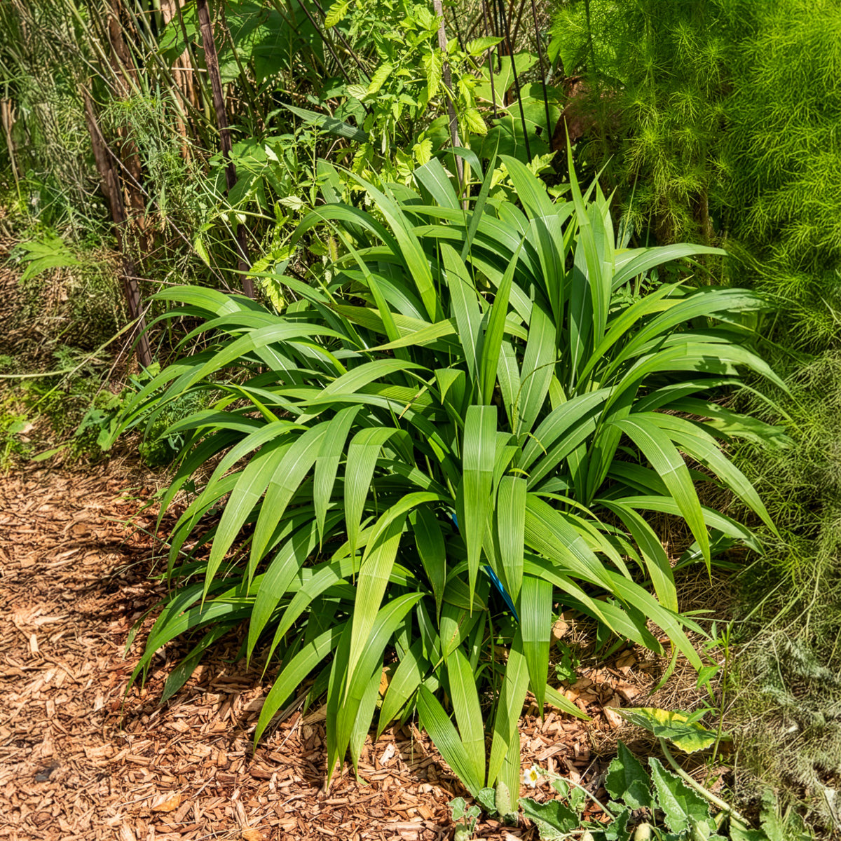 Herbe palmier - Willemse