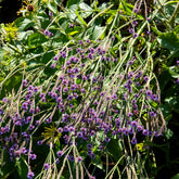 Verveine Lavender Spires - Willemse